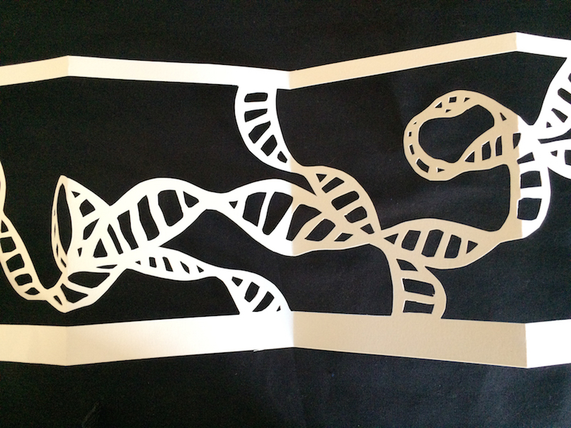 second section of cutout DNA