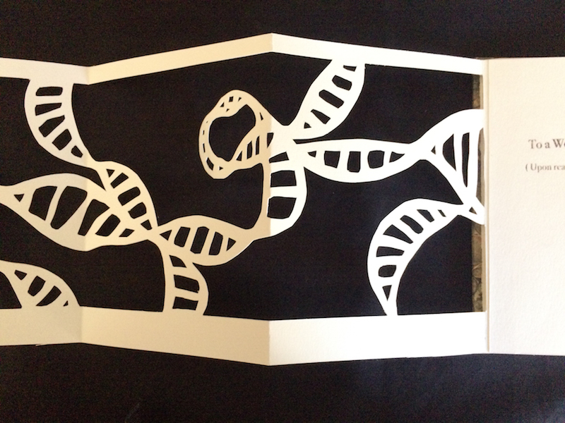 third section of cutout DNA