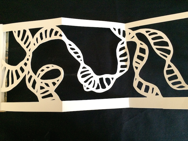 first section of cutout DNA